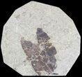 Fossil Leaf (Pos & Nev) - Green River Formation #79729-3